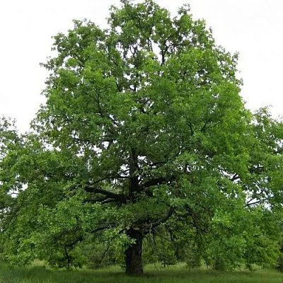 Дуб черешчатый  Дуб черешчатый в Орше