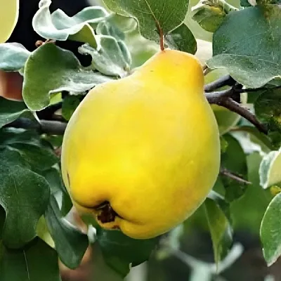 Айва МИР в Орше