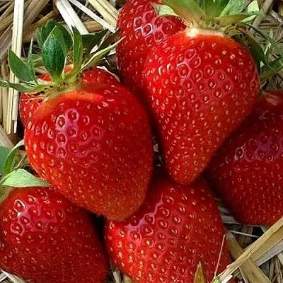 Клубника СИБИЛЛА в Орше