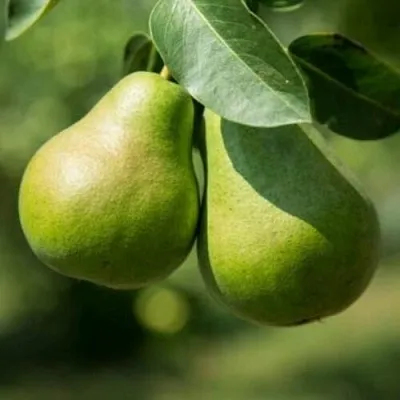 Груша Г-1 колонновидная в Орше