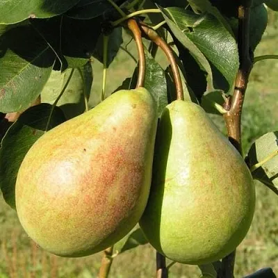 Груша ДУХМЯНАЯ  Груша ДУХМЯНАЯ в Орше