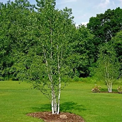 Береза бумажная  Береза бумажная в Орше