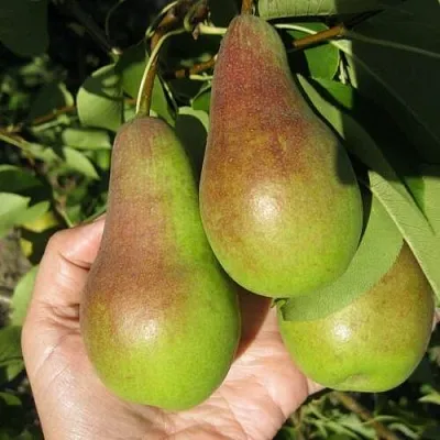 Груша ТАЛГАРСКАЯ КРАСАВИЦА  Груша ТАЛГАРСКАЯ КРАСАВИЦА в Орше