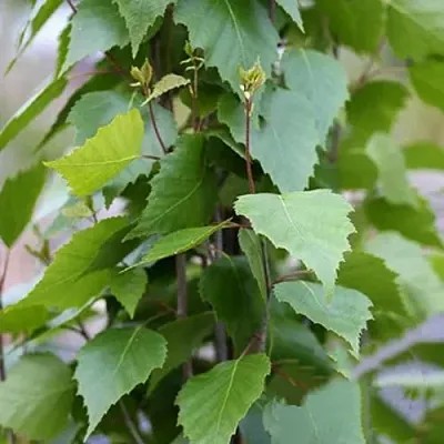 Береза ФАСТИГИАТА повислая   Береза ФАСТИГИАТА повислая  в Орше