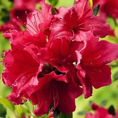 Азалия АРАБЕСК японская  Азалия АРАБЕСК японская в Орше