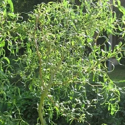 Ива МАТСУДАНА  Ива МАТСУДАНА в Орше