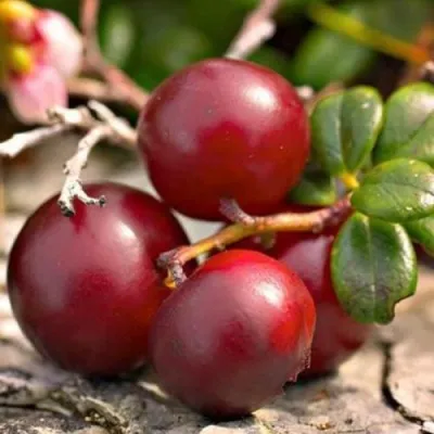 Клюква ЭРЛИ БЛЭК — описание сорта Клюква ЭРЛИ БЛЭК в Орше