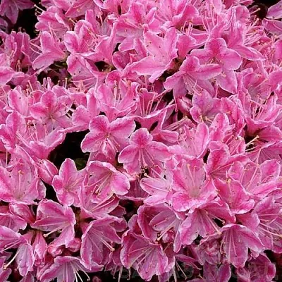 Азалия КЕРМЕСИНА РОУЗ японская  Азалия КЕРМЕСИНА РОУЗ японская в Орше