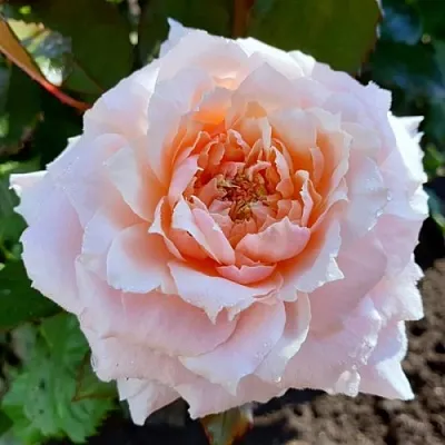 Роза ТСУМУГИ японская  Роза ТСУМУГИ японская в Орше