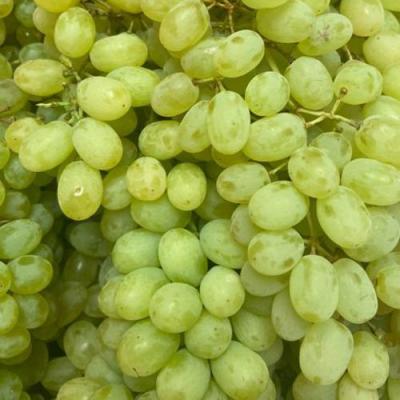 Зеленый в Орше