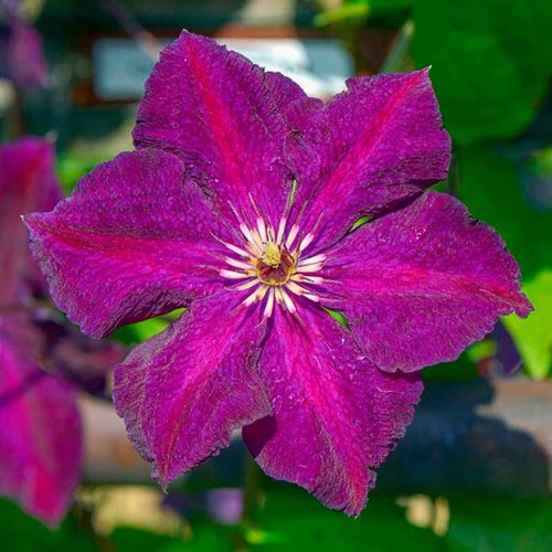 Клематис ГРЮНВАЛЬД в Орше