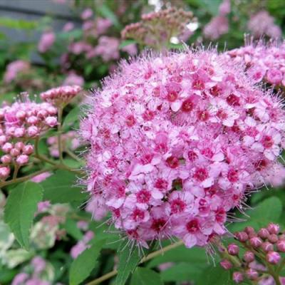 Розовая в Орше