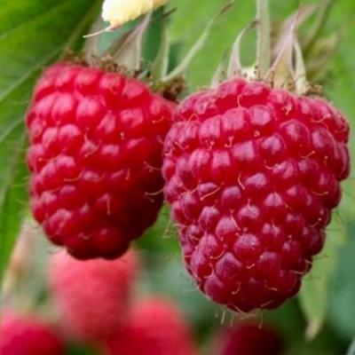 Средняя в Орше