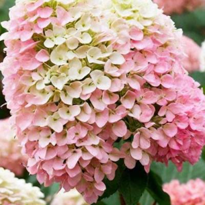 Низкорослые (карликовые) в Орше