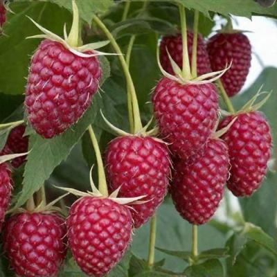 Высокая в Орше