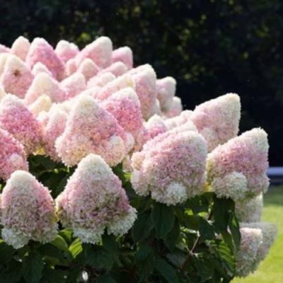 Бело-розовая в Орше