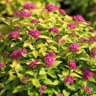 Японская в Орше