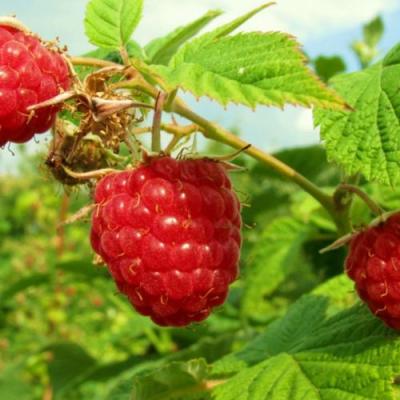 Бесшипная в Орше