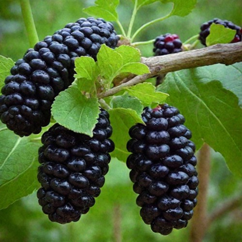 Шелковица плакучая в Орше