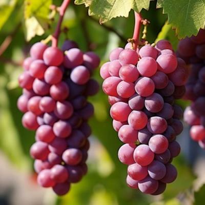 Фиолетовый в Орше