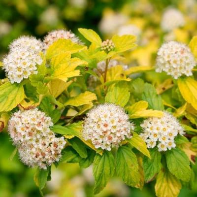 Желтый в Орше