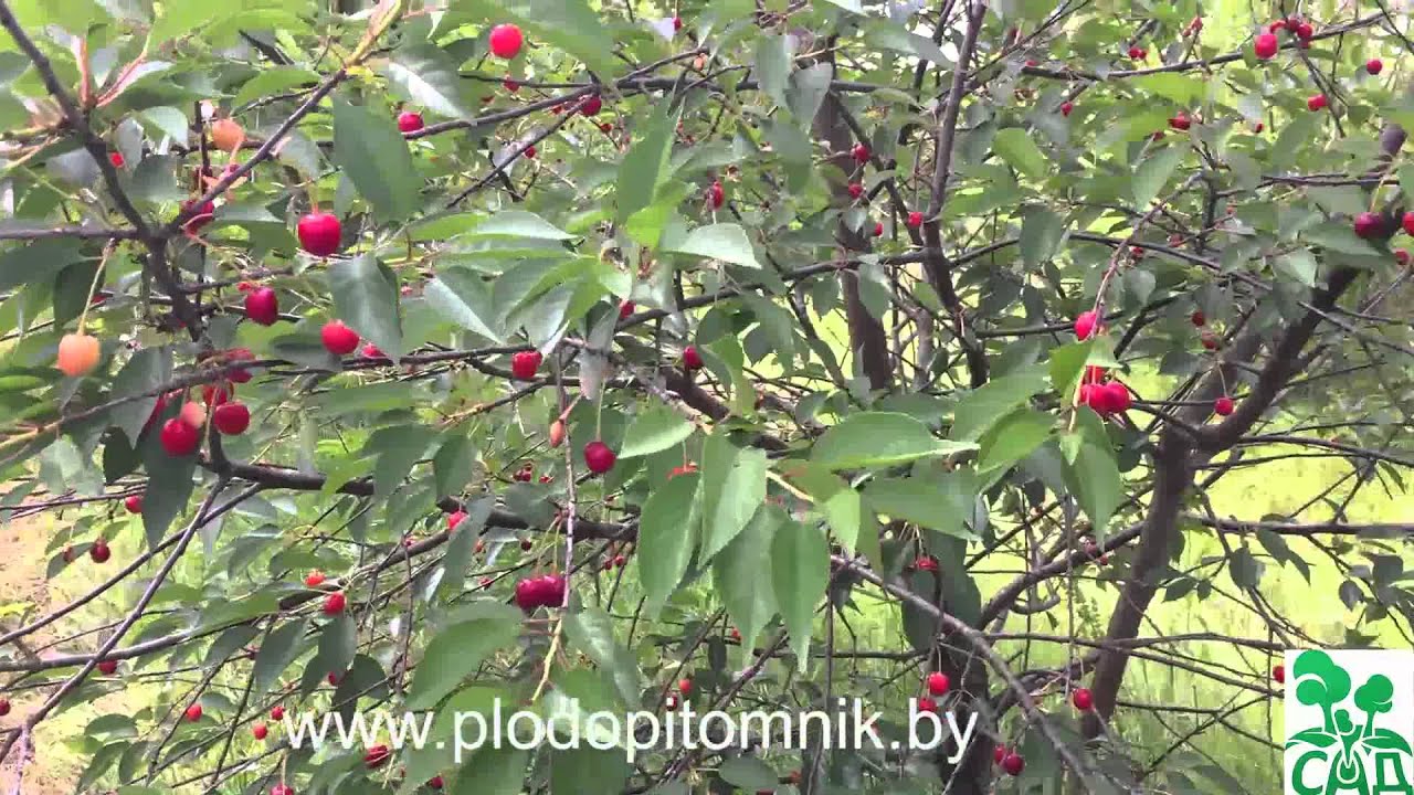 Превью видео