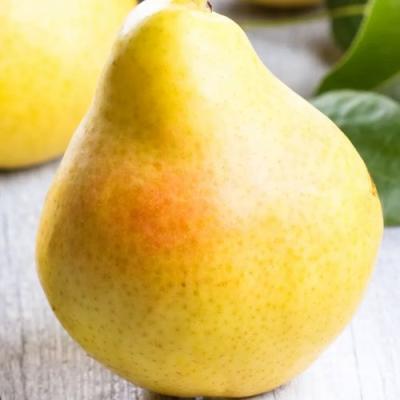 Желтая в Орше