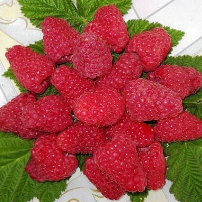 Сладкая в Орше