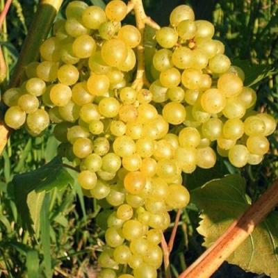 Желтый в Орше