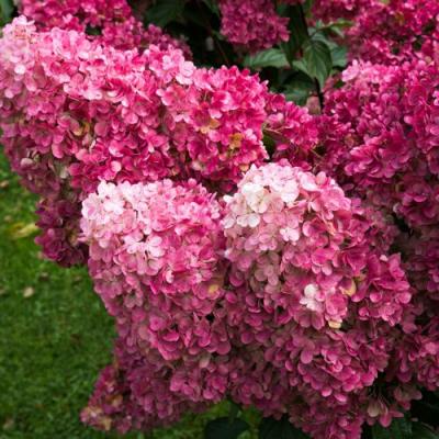 Фрайз в Орше