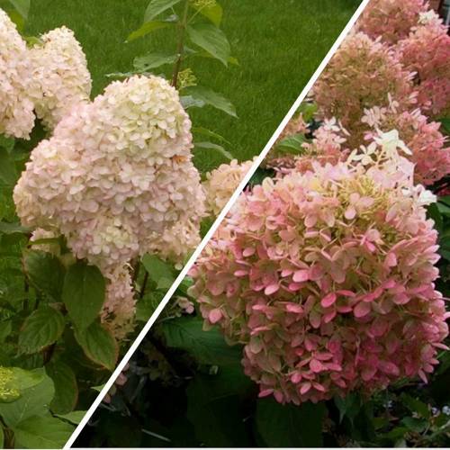 Комплект НЕЖНЫЕ ЧУВСТВА в Орше