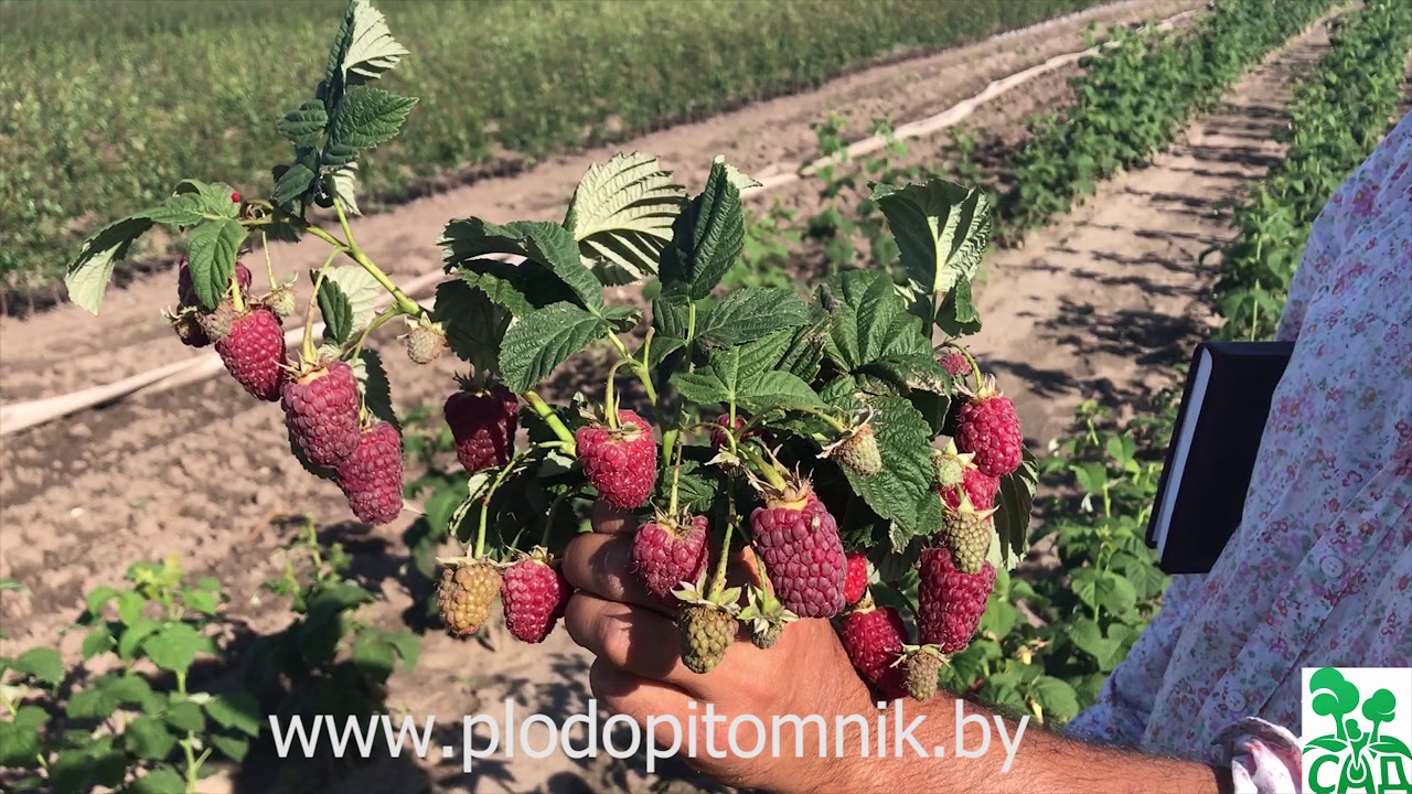 Превью видео