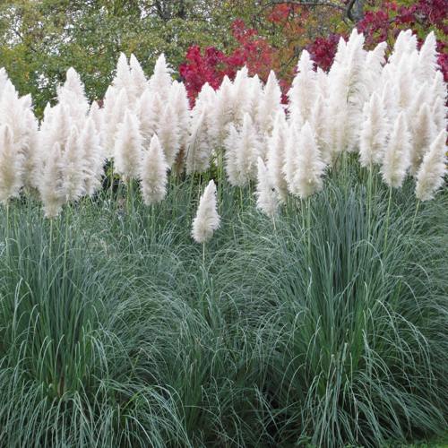 Кортадерия белая (пампасная трава) в Орше