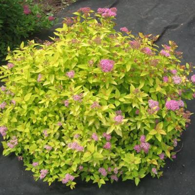 Голден в Орше