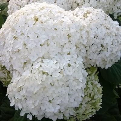 Белая в Орше