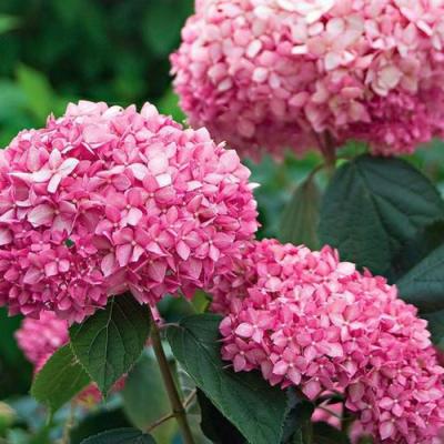 Розовая в Орше