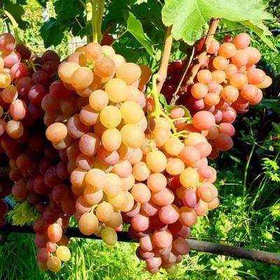 Сладкий в Орше