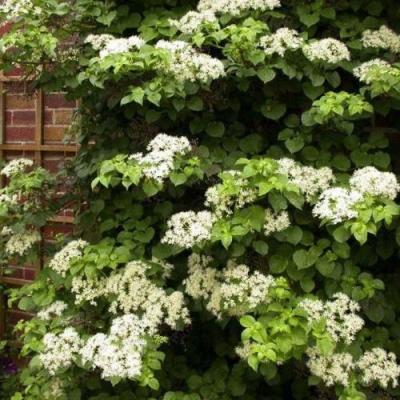 Черешковая в Орше