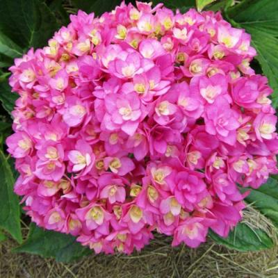 Ремонтантная в Орше