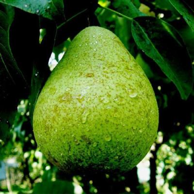 Зеленая в Орше