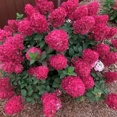 Красная в Орше