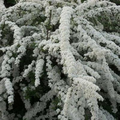 Серая в Орше