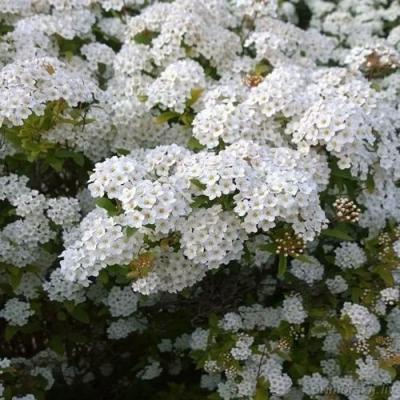 Белая в Орше