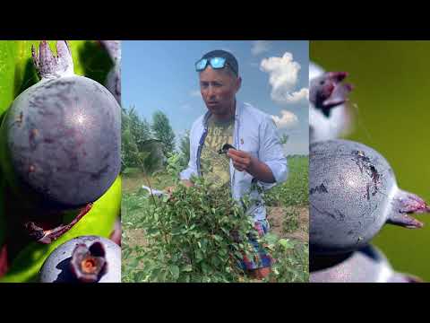 Превью видео