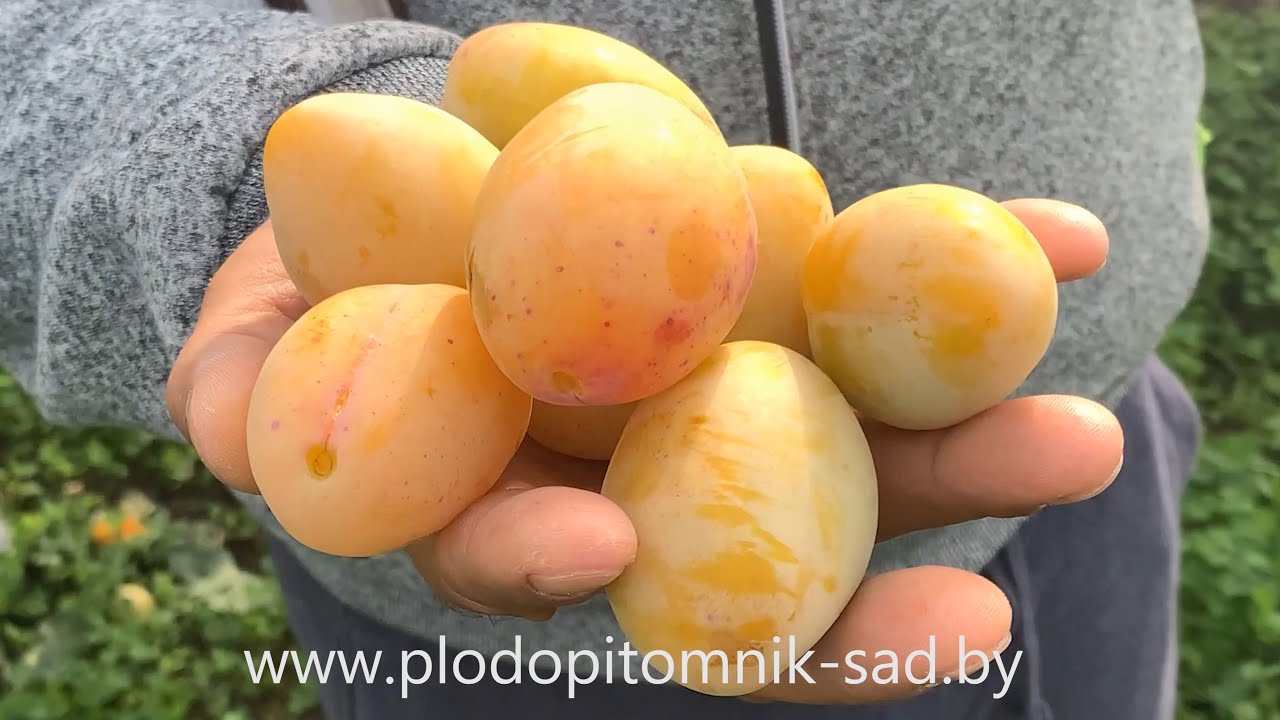 Превью видео