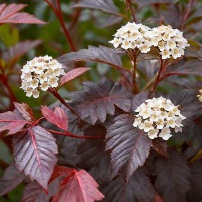 Бордовый в Орше