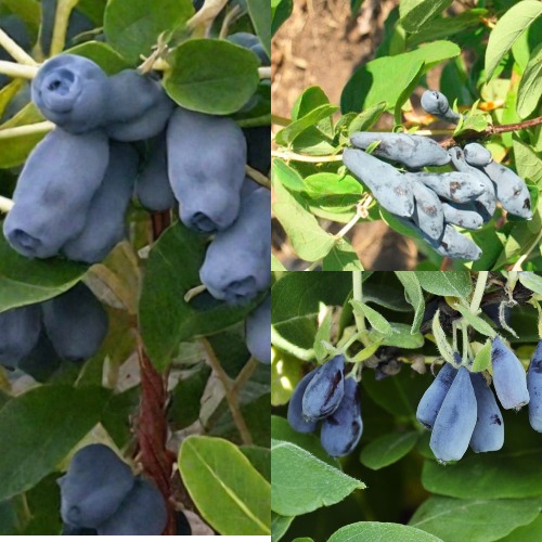 Комплект СЕВЕРНЫЕ ВИТАМИНЫ в Орше