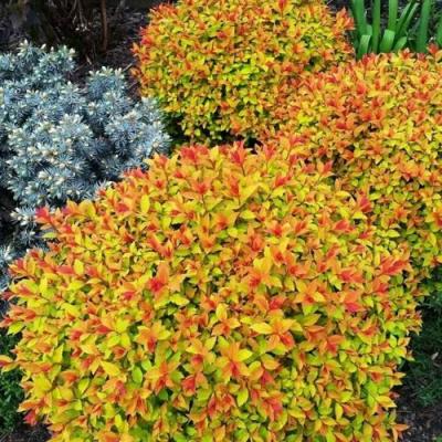 Низкорослая в Орше