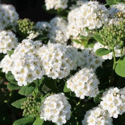 Березолистная в Орше