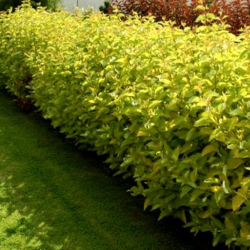 Комплект ДАРТС ГОЛД в Орше